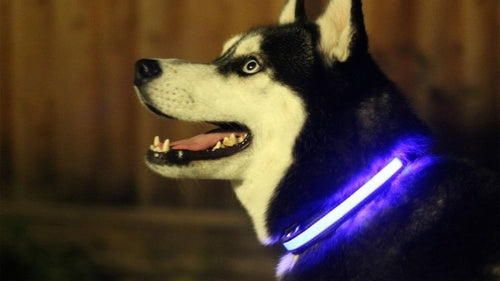 GlowPaw™